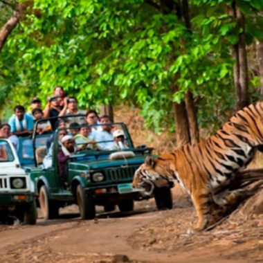 Wildlife Sanctuary Safaris