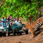 Wildlife Sanctuary Safaris